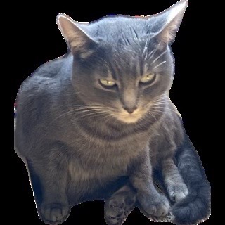 crappy cutout of a grey cat named Elvira Blu-Ray