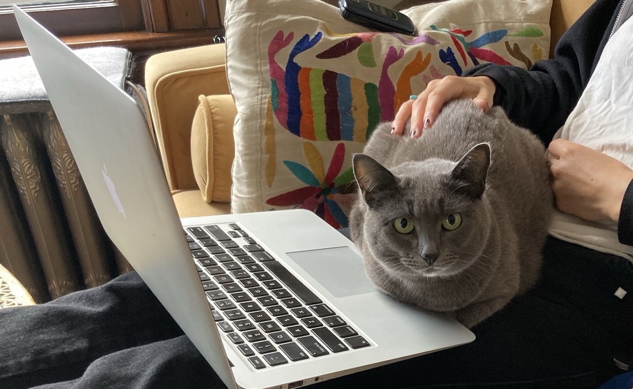 Sweet cat on a lap with a Mac